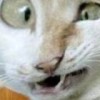 КоТеГ